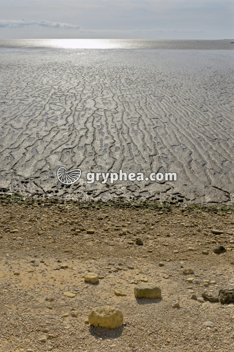 Estran vaseux d’Esnandes (Charente-Maritime, Vendée, France) - gryphea.org
